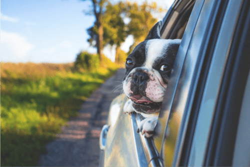 Driving with Pets