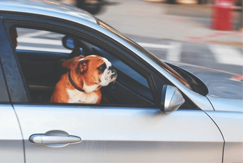 Top Driving Tips for Pet Owners