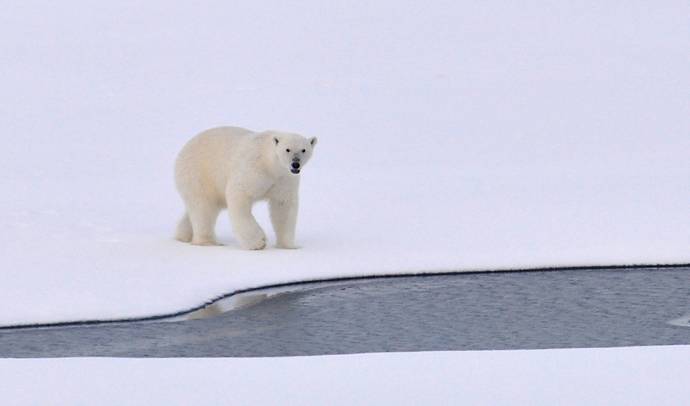 Manitoba’s Wildlife and Road Safety